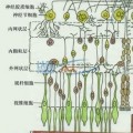 原来弱视训练会增加视网膜厚度！