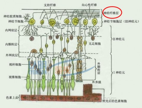 视网膜结构示意图